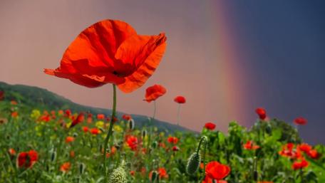 Vibrant Poppy Field Under a Rainbow wallpaper