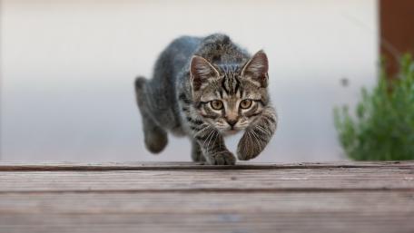 Playful Tabby Cat in Action wallpaper