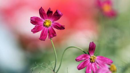 Vibrant Cosmos Flowers in Bloom wallpaper