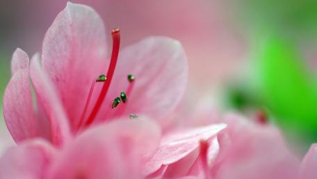 Delicate Pink Flower Close-Up Beauty wallpaper