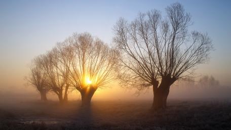 Majestic Sunrise Amidst Bare Trees in Misty Landscape wallpaper