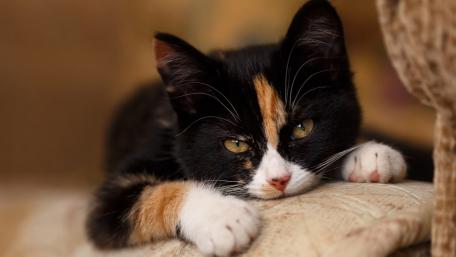 Charming Calico Cat Relaxing on a Couch wallpaper