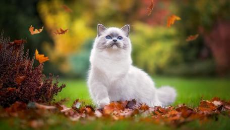 Charming Cat Amidst Autumn Leaves wallpaper