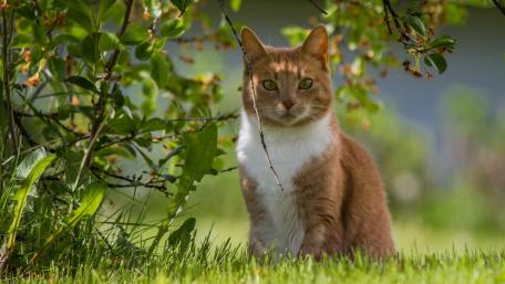Feline Serenity in a Sunlit Garden wallpaper