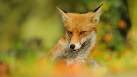 Majestic Fox in Nature's Embrace wallpaper