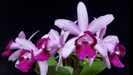 Graceful Pink Orchids for Your Home Decor wallpaper