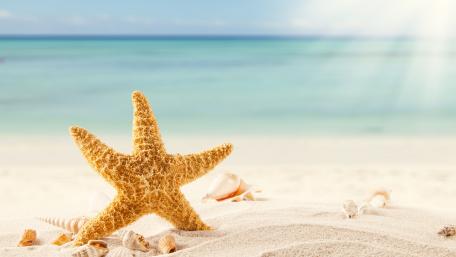 Starfish on Serene Beach Sand Wallpaper wallpaper