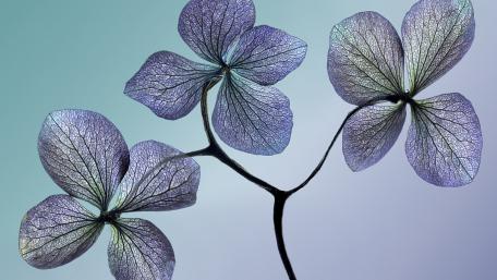Elegant Floral Harmony in Soft Hues wallpaper
