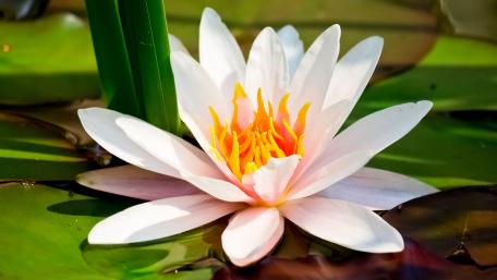 Elegant Water Lily Blooming in Serenity wallpaper