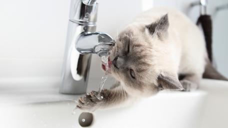 Curious Cat Sips Water From Faucet wallpaper