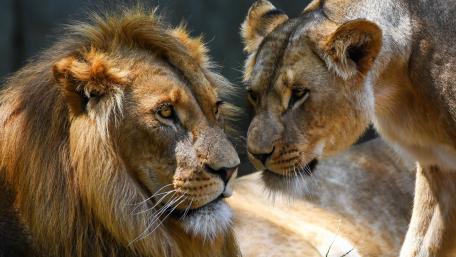 Majestic Lion Couple Up Close wallpaper