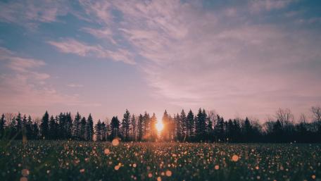 Serene Sunrise Over Dewy Fields wallpaper