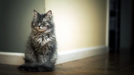 Fluffy Cat Relaxing in Natural Light wallpaper
