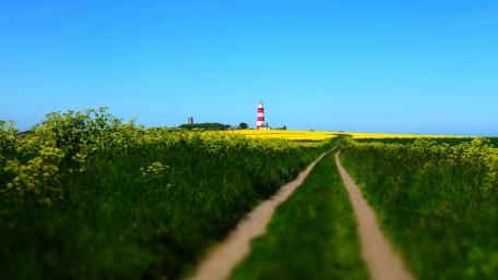 Serene Pathway to the Lighthouse Amidst Yellow Fields wallpaper