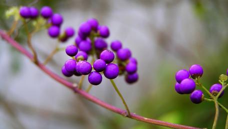 Vibrant Purple Berries on Branches wallpaper