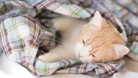 Cozy Cat in Flannel Blanket Southwest Vibes wallpaper