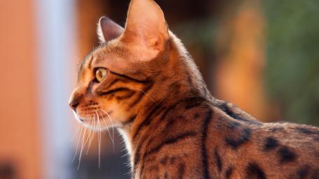 Majestic Bengal Cat in Natural Light wallpaper