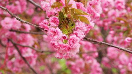 Blossoming Cherry Trees in Full Bloom wallpaper