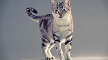 Elegant Striped Cat in Soft Light wallpaper
