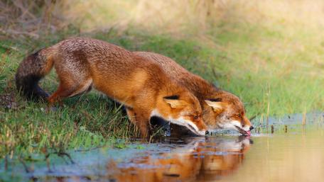 Playful Foxes by the Water's Edge wallpaper