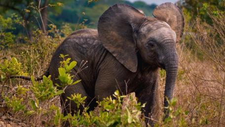 Majestic Elephant in Natural Habitat wallpaper