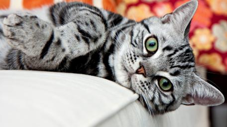 Playful Silver Tabby Cat Relaxing wallpaper