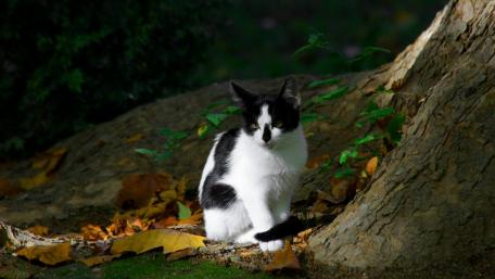 Playful Black and White Cat Amidst Autumn Leaves wallpaper