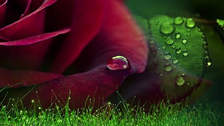Elegant Red Rose with Water Droplets wallpaper