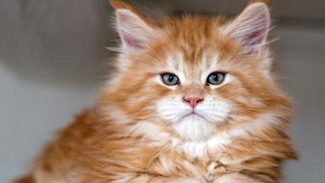Fluffy Orange Maine Coon Cat Portrait wallpaper