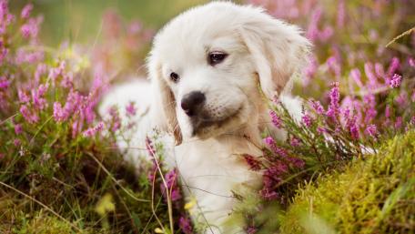 Charming Puppy Among Blooming Flowers wallpaper