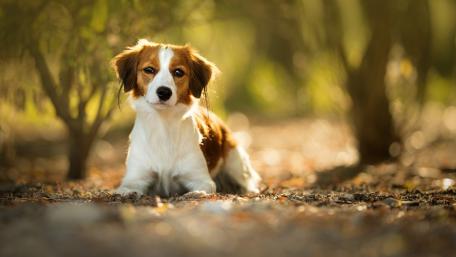Charming Dog in a Serene Natural Setting wallpaper