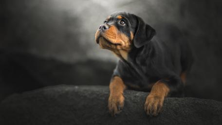 Majestic Rottweiler Gazing Into the Distance wallpaper