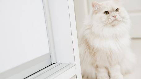 Fluffy White Cat in a Serene Setting wallpaper