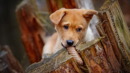 Adorable Puppy with a Chew Toy in Nature Setting wallpaper