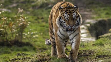 Majestic Tiger in Its Natural Habitat wallpaper