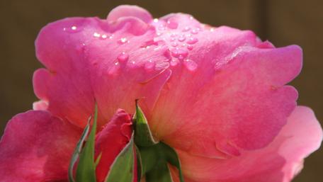 Vibrant Pink Rose with Dewdrops wallpaper