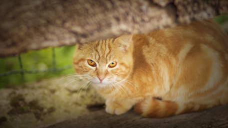 Orange Tabby Cat in a Natural Setting wallpaper