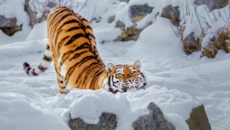 Tiger in the Winter Wilderness wallpaper