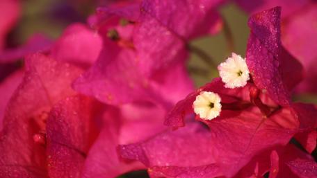 Vibrant Bougainvillea Blossom Wallpaper wallpaper