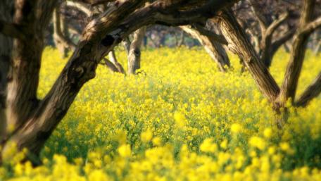 Golden Blossoms Amidst Trees in Blooming Field wallpaper