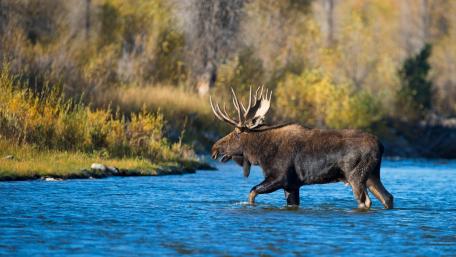 Majestic Moose in Tranquil Waters wallpaper
