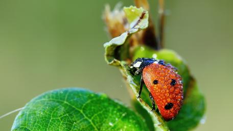 Vibrant Ladybug on a Dewy Leaf wallpaper