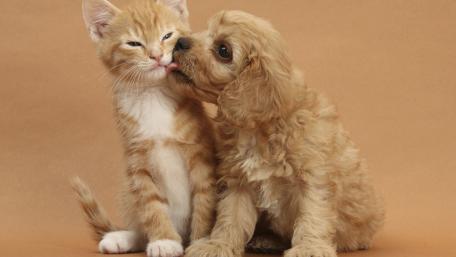 Fluffy Friends Forever wallpaper