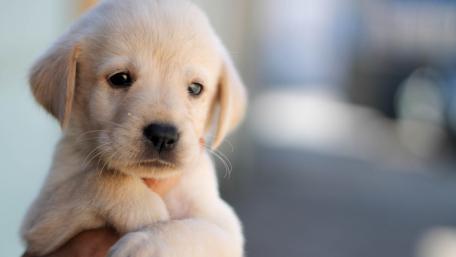 Labrador Retriever Puppy wallpaper
