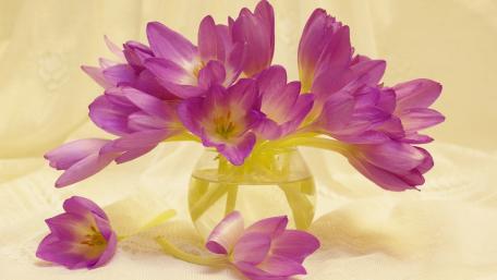 Radiant Pink Blossoms in Gentle Elegance wallpaper