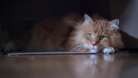 Whiskered Majesty in a Cozy Hideaway wallpaper
