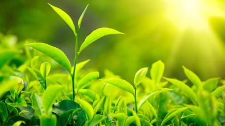 Green Serenity in Morning Light wallpaper