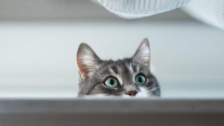 Curious Cat Peeking from Behind a Surface wallpaper
