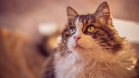 Majestic Feline Guardian of Dreams wallpaper