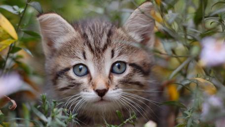 Playful Kitten Among the Flowers wallpaper
